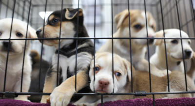 Should You Adopt or Buy a Pet? The Key Differences